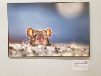 Сокольническая мышь — звезда фотовыставки